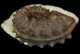 Rare, Ammonite (Schloenbachia) Fossil - Kazakhstan #113199-2